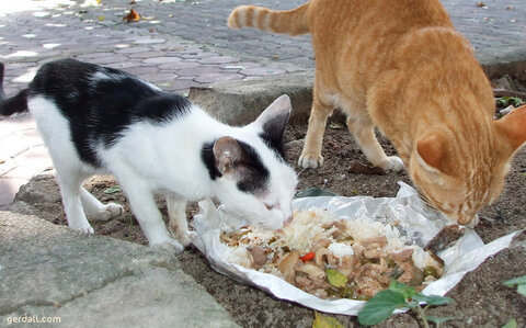 جایی برای ریختن غذای حیوانات فراهم شود