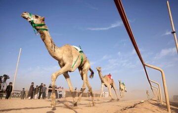 شترهای  هرمزگان به GPS مجهز می‌شوند