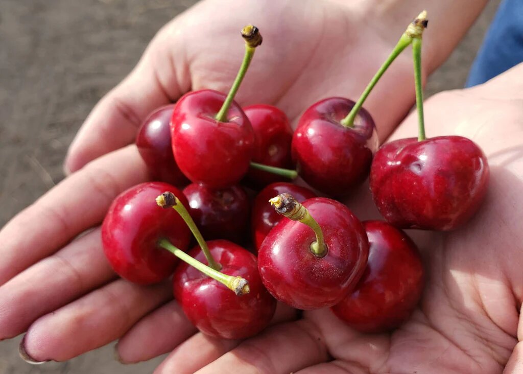 ویدیو| اسکاتلندی‌ها در چیدن گیلاس رودست ندارند