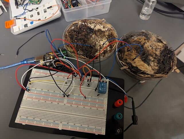 کشفی شگفت‌انگیز: دانشمندان با استفاده از این قارچ حافضه کامپیوتر ساختند! +عکس