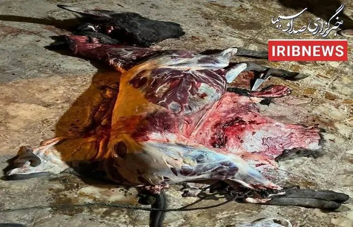 الاغ ذبح شده