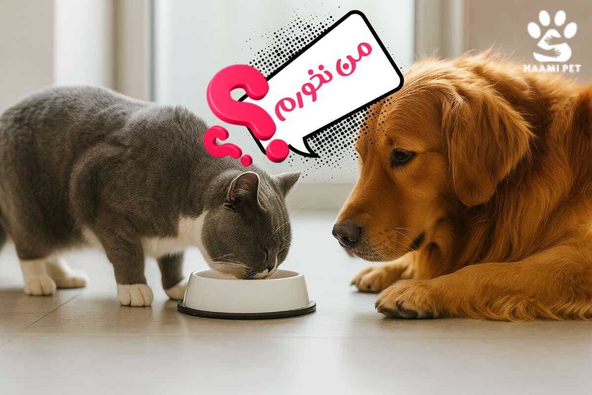 آیا سگ‌ها می‌توانند غذای گربه بخورند؟ (نکات مهمی که باید بدانید)