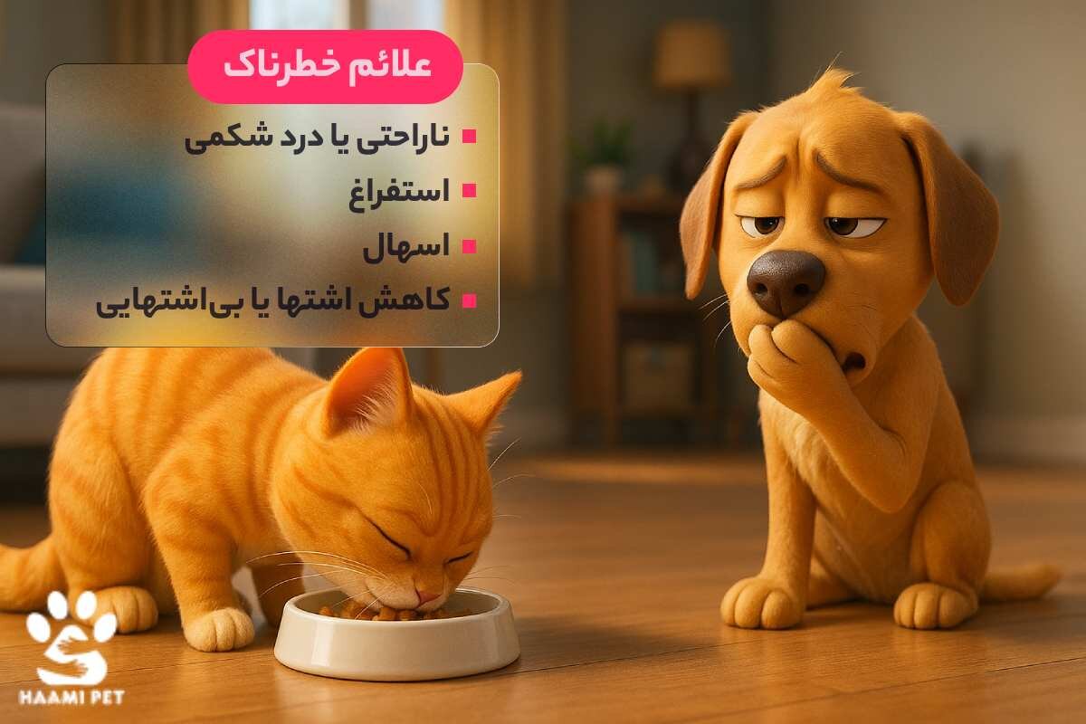 خطرات خوردن غذای گربه برای سگ‌ها