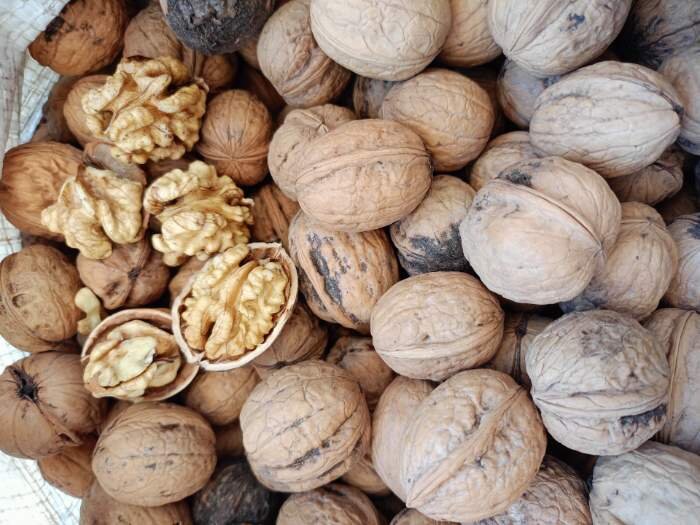 برداشت ۲۴ هزار تن گردو از باغات تویسرکان