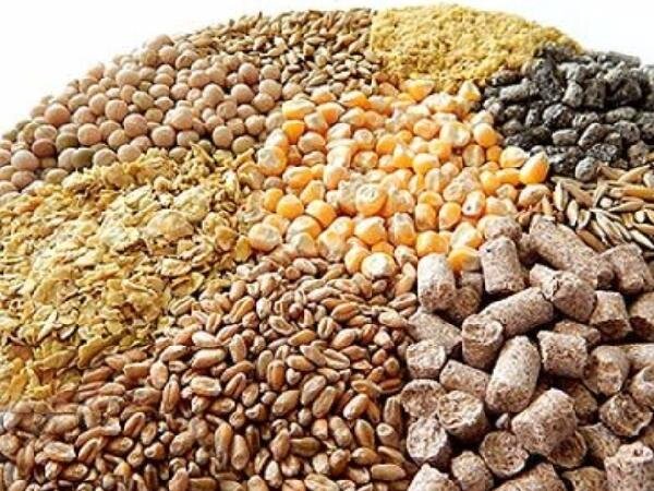 علت کمبود نهاده‌های دامی کدام است؟ مافیا یا سوء‌مدیریت