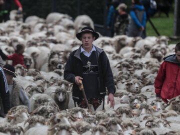 تصاویر| گله‌های گوسفند شهرها را به هم ریختند