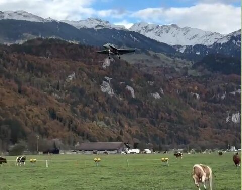 فرود جنگنده اف ۱۸  در گاوداری سوژه شد +ویدیو