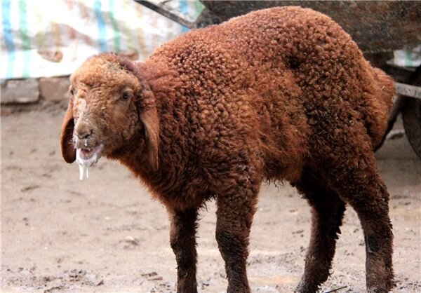 تب برفکی به انسان منتقل می‌شود؟