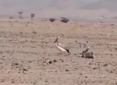 ببینید: دریاچه ارومیه تبدیل به کویر شده