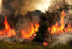 آتش جنگل‌ها، همه را می‌سوزاند