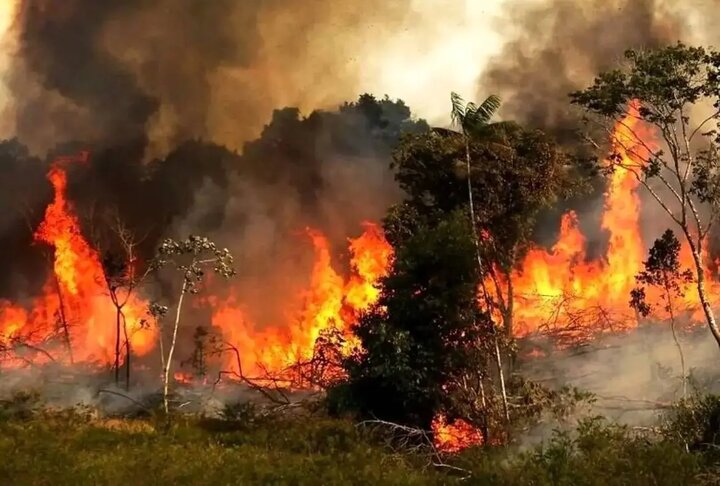 با مقصران آتش‌سوزی جنگل‌های الیت برخورد کنید