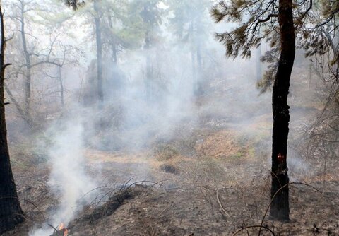 تداوم آتش‌سوزی‌های جنگلی؛ مدعی العموم کجاست؟