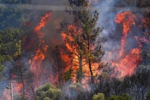 آتش در جنگل‌های سوادکوه مهار شد +ویدیو