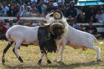 تصاویر| گوسفندان شاخ‌دار اندونزی به جنگ می‌روند