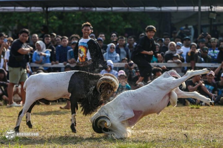 گوسفندشاخدار