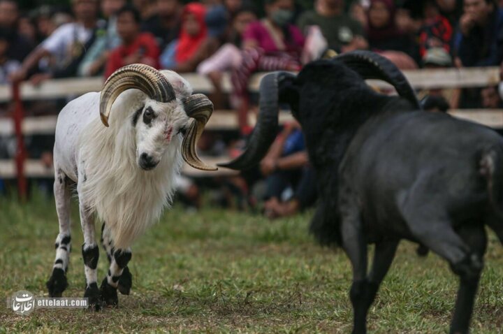 گوسفندشاخدار