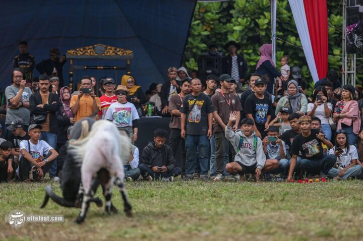 گوسفندشاخدار