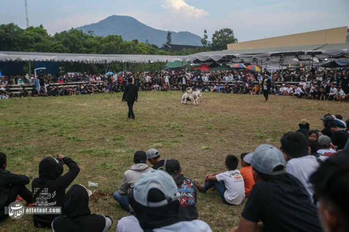 گوسفندشاخدار