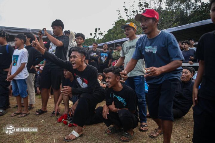 گوسفندشاخدار