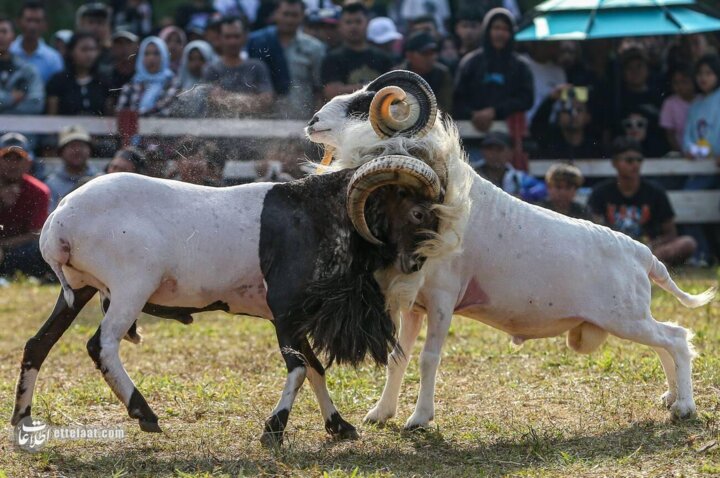 گوسفندشاخدار