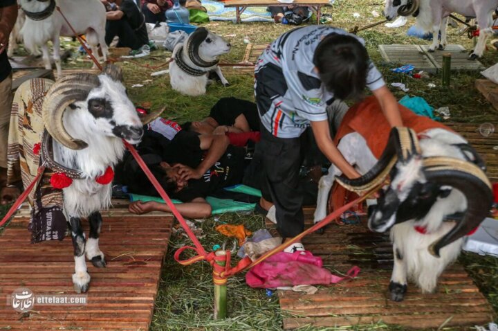 گوسفندشاخدار