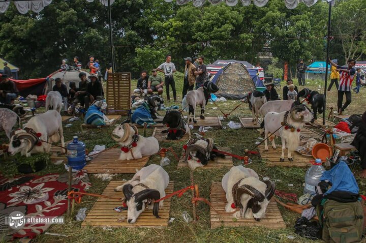 گوسفندشاخدار