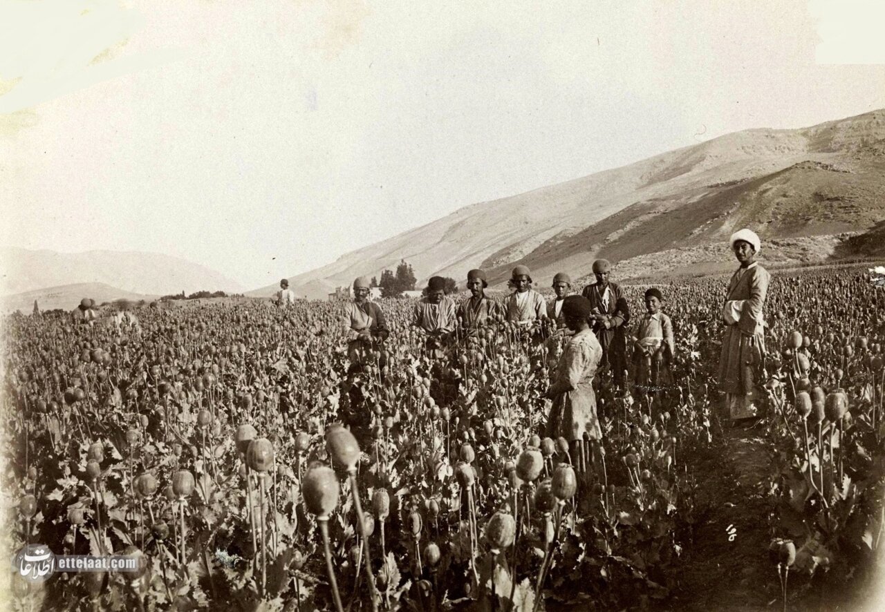 مزرعه خشخاش رئیس مجلس، برداشت تریاک و قاچاق آن رسانه‌ای شد! +جزئیات