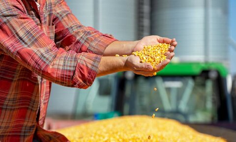 راهنمای ۶ مرحله ای خرید ذرت دامی وارداتی از بازرگانی محمدیان