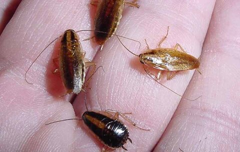 با سوسک‌های حمام و آشپزخانه چه کنیم؟