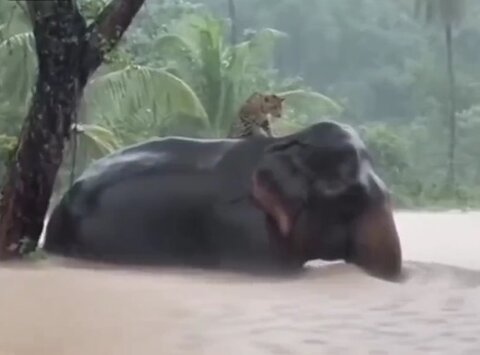 این فیل مهربان به داد پلنگ رسید +ویدیو