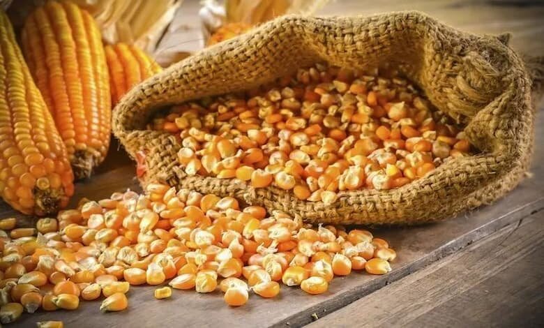 بازرگانی محمدیان تامین کننده ذرت دامی