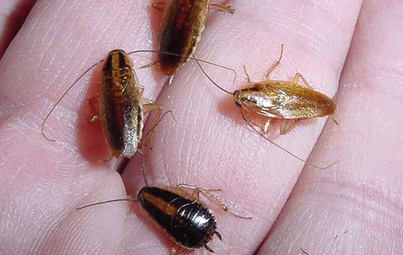 با سوسک‌های حمام و آشپزخانه چه کنیم؟