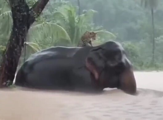 این فیل مهربان به داد پلنگ رسید +ویدیو