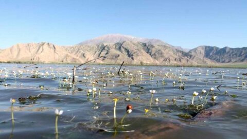 جانِ تالاب‌های خوزستان به لب رسید