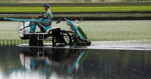 ویدیو| ژاپنی‌ها در برنج‌کاری غوغا می‌کنند