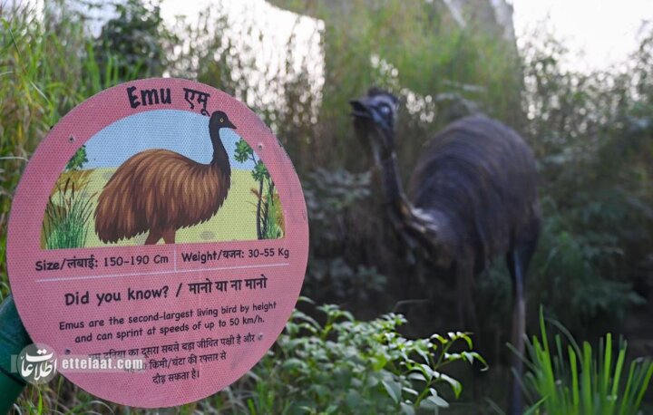 باغ وحش آهنی