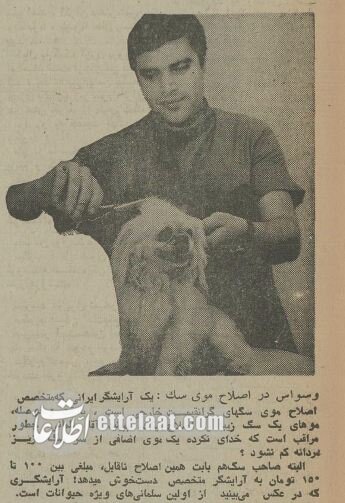 ۵۰ سال پیش سگ‌های خانگی تهران چه وضعی داشتند؟ +عکس