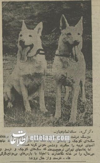 ۵۰ سال پیش سگهای خانگی تهران چه وضعی داشتند؟ +عکس