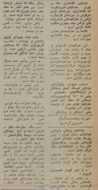 ۵۰ سال پیش سگ‌های خانگی تهران چه وضعی داشتند؟ +عکس