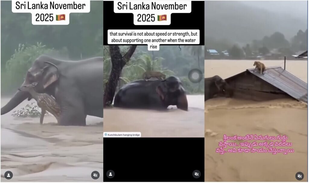 فیل خوش‌شانس از سیل نجات یافت/ قربانیان طوفان و سیل به ۴۷۴ رسیدند +ویدیو