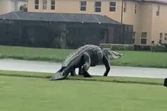 تمساح برای گردش خیابان‌های فلوریدا را قفل کرد +ویدیو