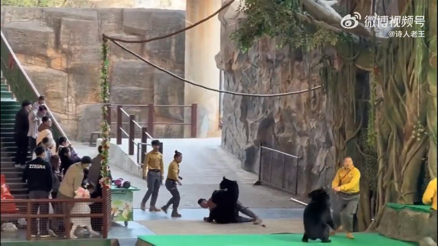 ۴۶ ثانیه فیلم نفسگیر از حمله خرس به کارگر باغوحش!