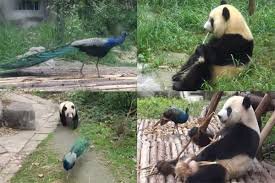 دعوای پاندا و طاووس در باغ‌وحش مالزی دردسر ساز شد +ویدیو