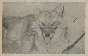 شکار گرگ در بانک سپه شاد آباد خبرساز شد! +عکس