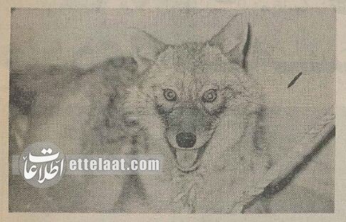 شکار گرگ در بانک سپه شاد آباد خبرساز شد! +عکس