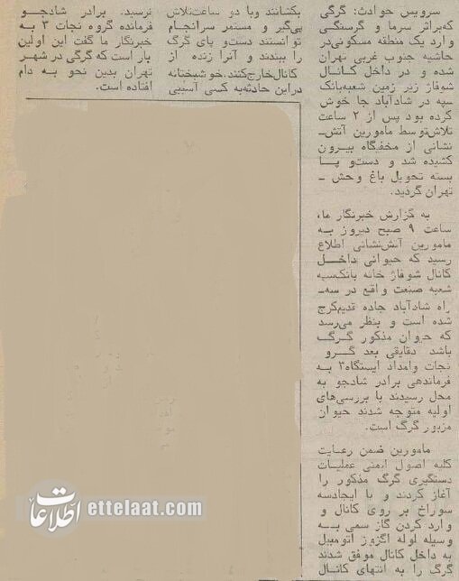 شکار گرگ در بانک سپه شاد آباد خبرساز شد! +عکس