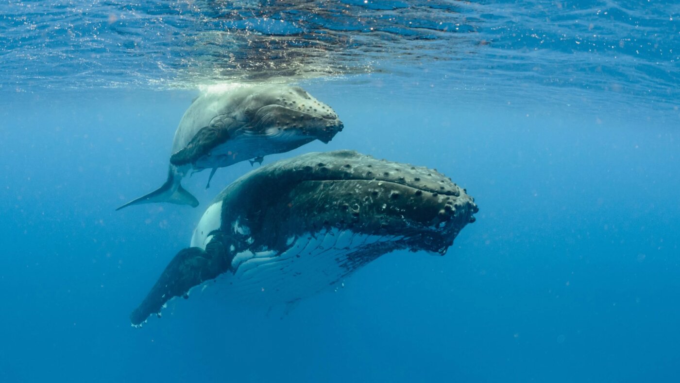 نقشه عجیب وال‌های گوژپشت برای شکار ماهی سوژه شد +ویدیو