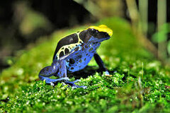 ویدیو|درخشان‌ترین قورباغه جهان سمی است!