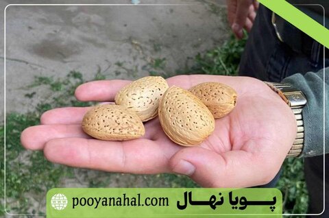 فروش ویژه گران‌ قیمت‌ ترین نهال بادام دنیا؛ نهال بادام پویا