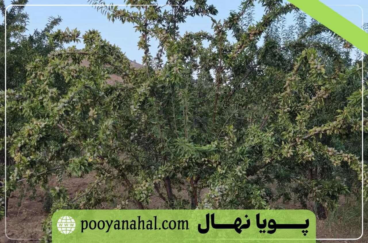 درخت نهال بادام پویا